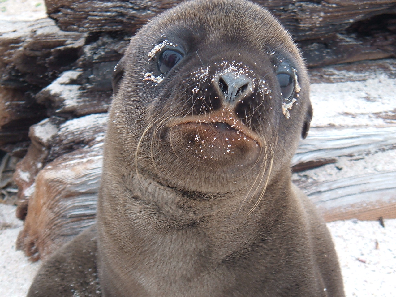 Galapagos Island sea lion pup