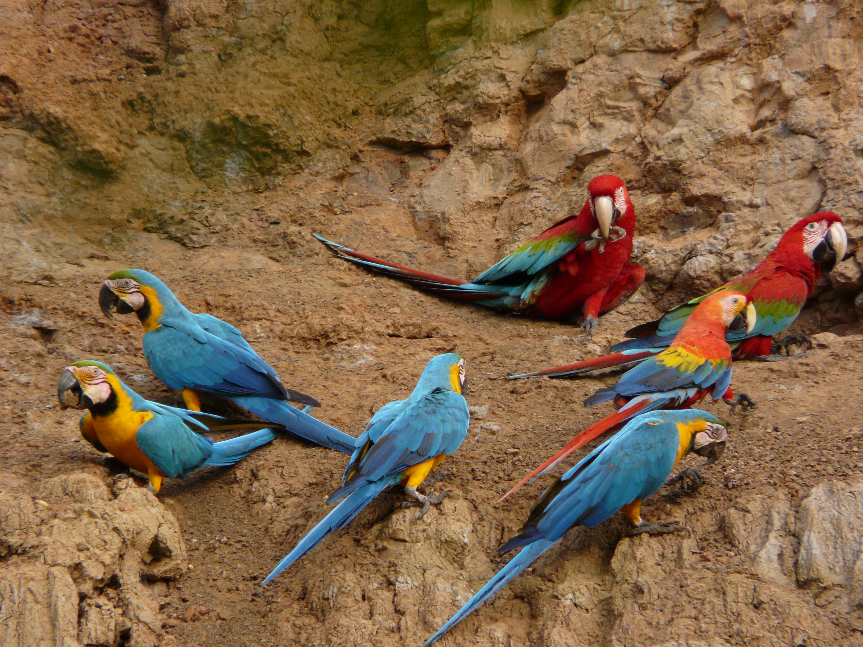 Macaw lick Tambopata Peru