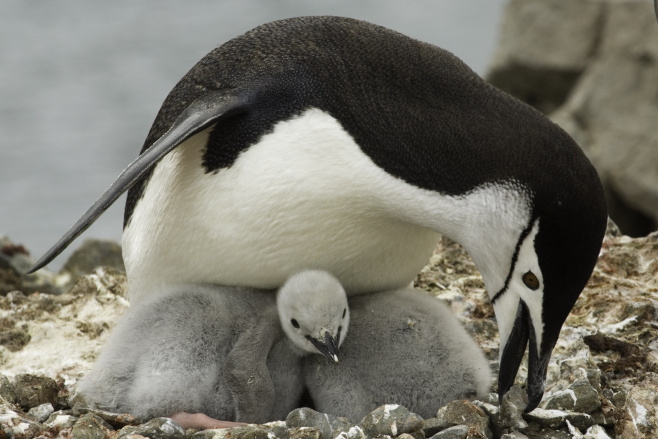 Chinstrap Penguin Antarctica