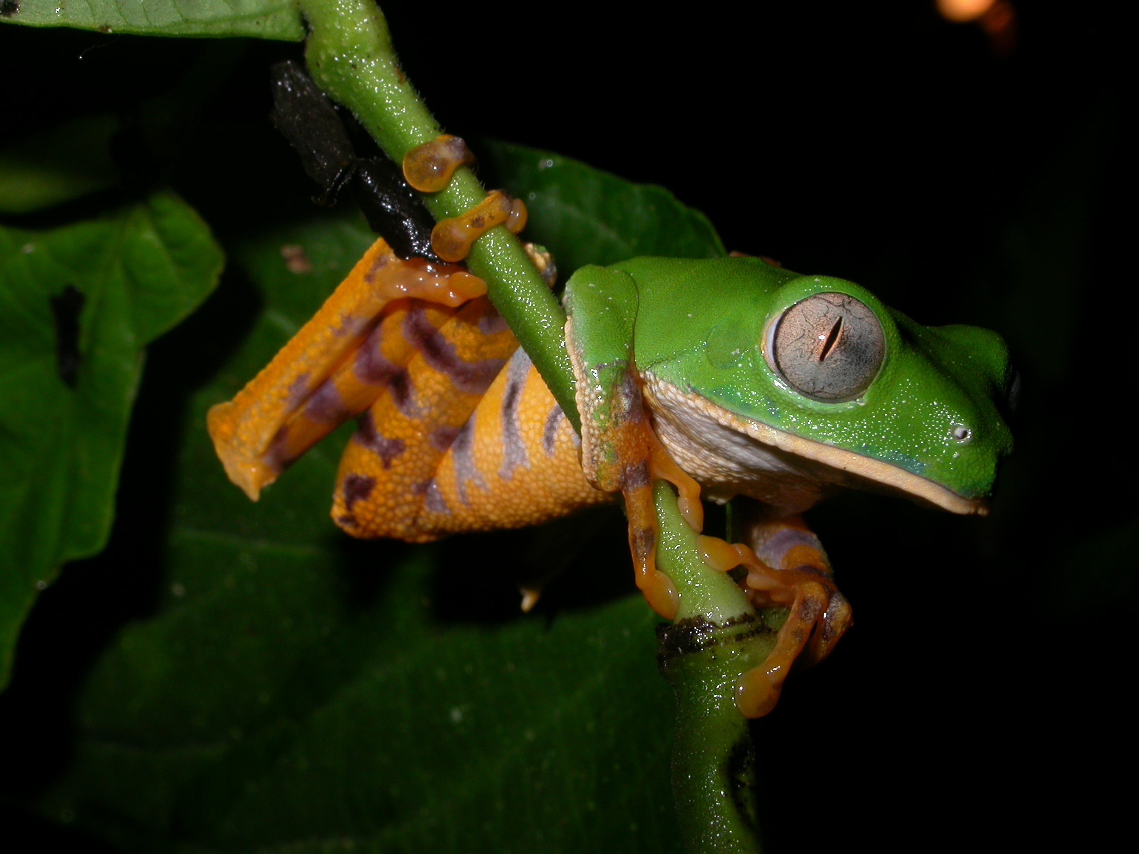 Ecuador Sacha Lodge Natural History Explorer