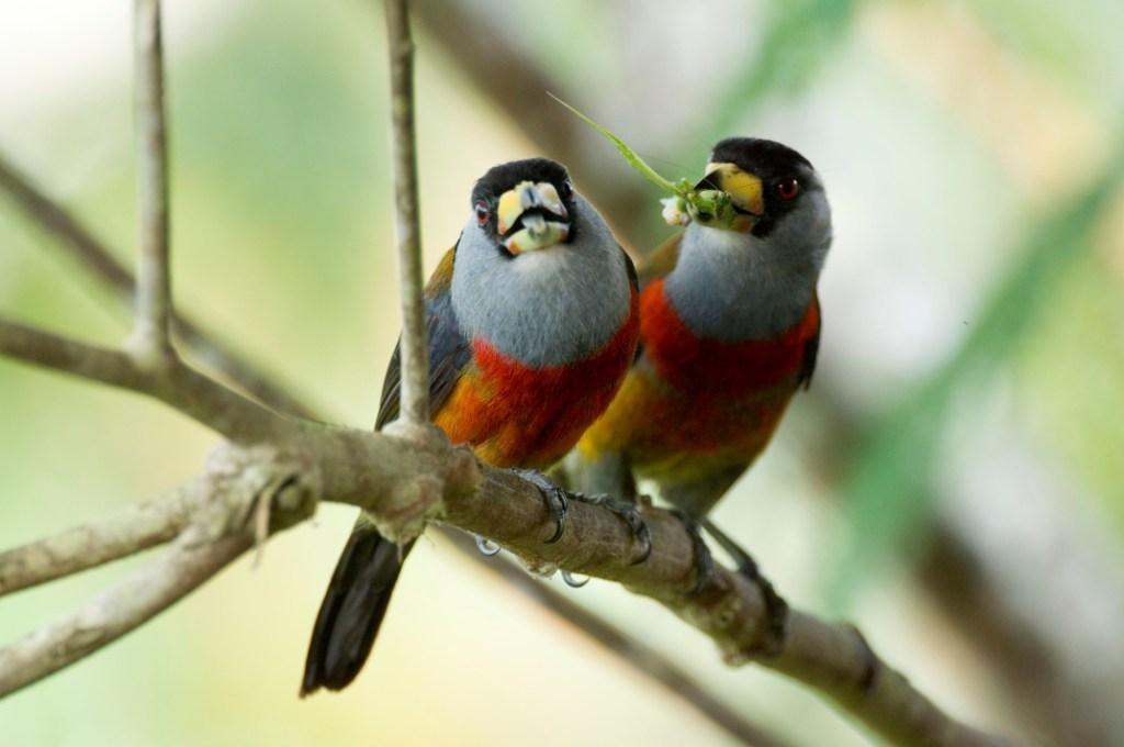 Toucan Barbets Bellavista Cloud Forest Ecuador