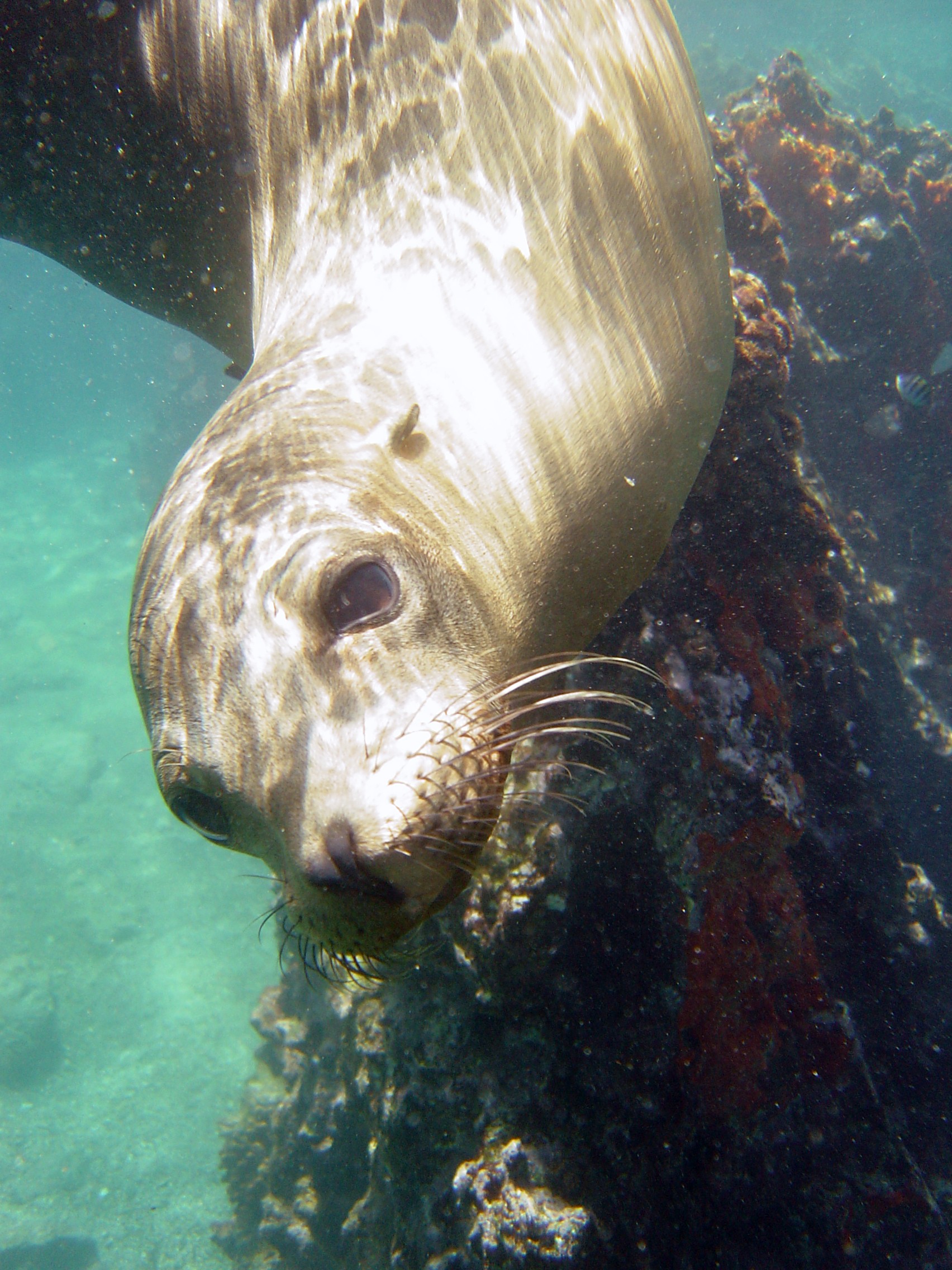 Swimming with sea lions-the Galapagos Islands